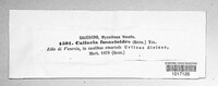 Calloria urticae image